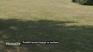 Pražští lesníci bojují se suchem