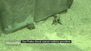 Zoo Praha chová vzácné vodnice posvátné