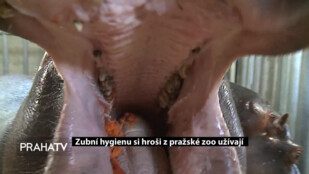 Zubní hygienu si hroši z pražské zoo užívají