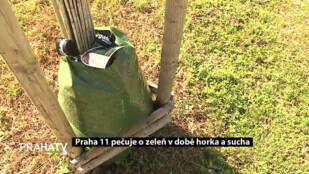 Praha 11 pečuje o zeleň v době horka a sucha
