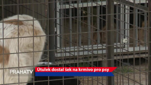 Útulek dostal šek na krmivo pro psy