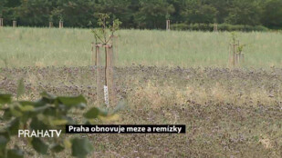 Praha obnovuje meze a remízky