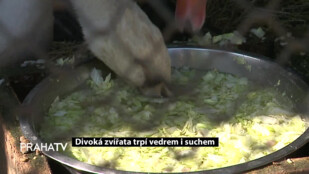 Divoká zvířata trpí vedrem i suchem
