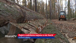 Zajíci z odchovu nejsou o nic horší