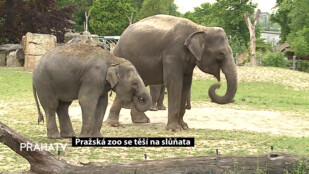 Pražská zoo se těší na slůňata