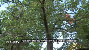 Památné stromy v Praze eviduje webová databáze