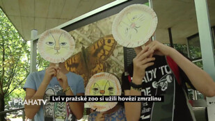 Lvi v pražské zoo si užili hovězí zmrzlinu