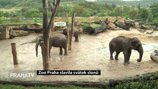 Zoo Praha slavila svátek slonů