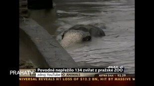 Povodně nepřežilo 134 zvířat z pražské ZOO