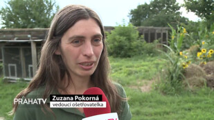 Záchranná stanice pomáhá zraněným zvířatům