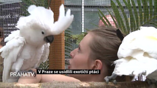 V Praze se usídlili exotičtí ptáci