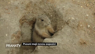 Psouni mají novou expozici