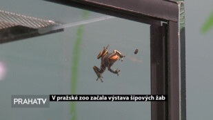 V pražské zoo začala výstava šípových žab