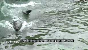 Srpnové soboty v pražské zoo patří lachtanům