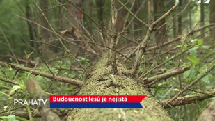 Budoucnost lesů je nejistá