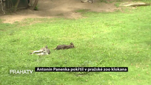 Antonín Panenka pokřtil v pražské zoo klokana