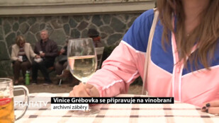 Vinice na Grébovce se připravuje na vinobraní