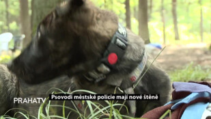 Psovodi městské policie mají nové štěně