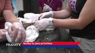 Kočky tu jsou prioritou