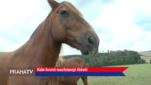 Kde koně nacházejí štěstí