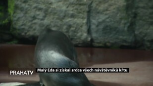 Malý Eda si získal srdce všech návštěvníků křtu