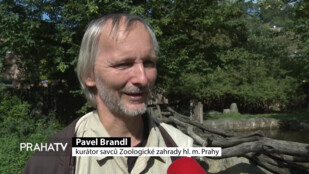 V zoo se zabydluje nová tapíří samice