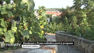 Vinobraní v Praze nabídne pestrý program