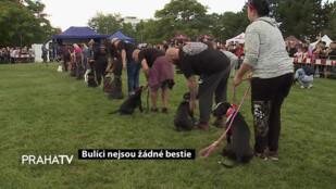 Bulíci nejsou žádné bestie
