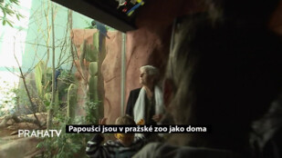 Papoušci jsou v pražské zoo jako doma
