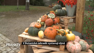 V Botanické zahradě vystavují dýně