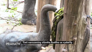 Třetí narozeniny slůněte Rudiho se vydařily