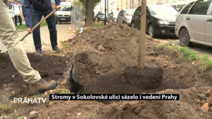 Stromy v Sokolovské ulici sázelo i vedení Prahy