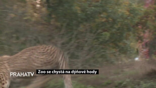 Zoo se chystá na dýňové hody