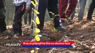 Kraj se připojil ke Dni za obnovu lesů
