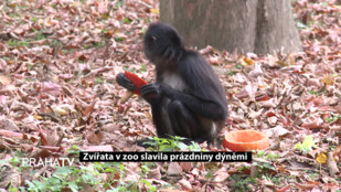 Zvířata v zoo slavila prázdniny dýněmi