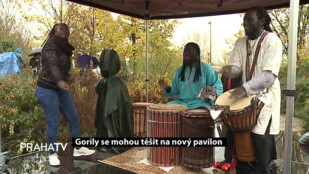 Gorily se mohou těšit na nový pavilon