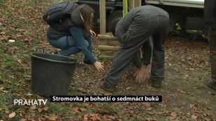 Stromovka je bohatší o sedmnáct buků