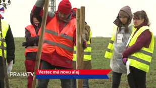 Vestec má novou alej