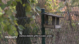 Začíná období přikrmování ptáků