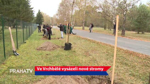 Ve Vrchbělé vysázeli nové stromy