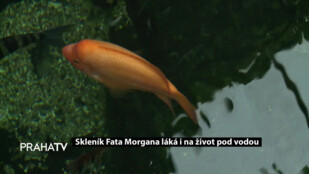 Skleník Fata Morgana láká i na život pod vodou