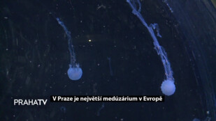 V Praze je největší medúzárium v Evropě