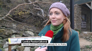 Pražská zoo láká k návštěvě i během zimy