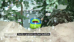 Gorily v pražské zoo baví bublifuk