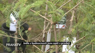 Jedle s budoucností jsou opět v prodeji