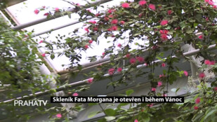 Skleník Fata Morgana je otevřen i během Vánoc