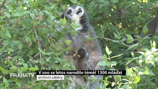 V zoo se letos narodilo téměř 1300 mláďat