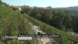 Praha má novou vinici v parku na Vítkově