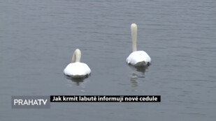 Jak krmit labutě informují nové cedule