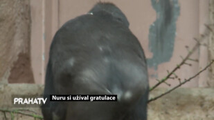 Nuru si užíval gratulace
